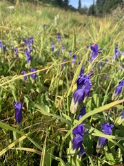 Gentianopsis thermalis