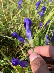 Gentianopsis thermalis