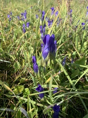 Gentianopsis thermalis