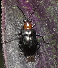 Lemini
