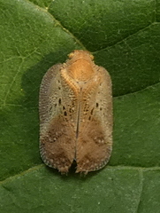 Melormenis