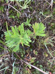 Anemonastrum zephyrum