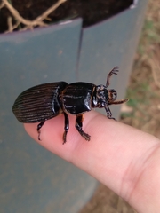 Coleoptera