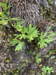 Anemonastrum zephyrum