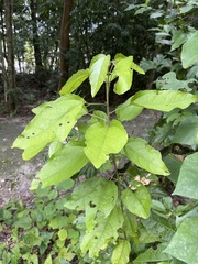 Croton oerstedianus