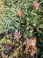Trifolium dasyphyllum