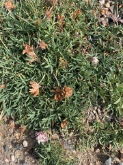 Trifolium dasyphyllum