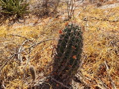 Ferocactus townsendianus