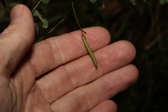 Indigofera australis