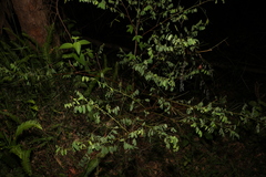 Indigofera australis