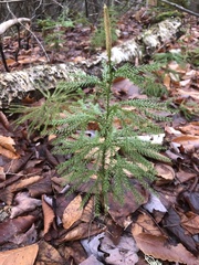 Dendrolycopodium