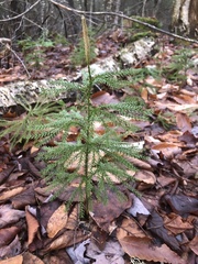 Dendrolycopodium