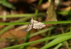 Mnesiloba eupitheciata