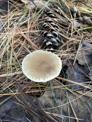 Clitocybe subclavipes