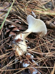 Clitocybe subclavipes