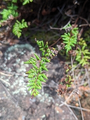Cheilanthes sieberi sieberi