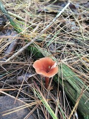 Laccaria trichodermophora