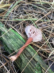 Laccaria trichodermophora