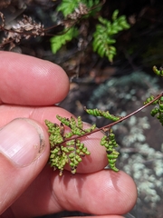 Cheilanthes sieberi sieberi