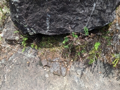 Cheilanthes sieberi sieberi