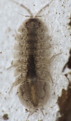 Asellidae