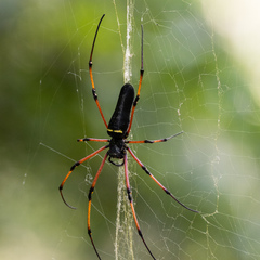 Nephila kuhli