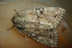 Apterogenum ypsillon