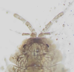 Asellidae