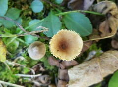 Lactarius griseus