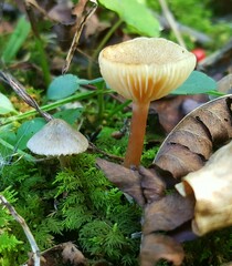 Lactarius griseus