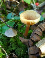 Lactarius griseus