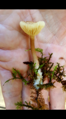 Lactarius griseus