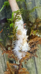 Lactarius griseus