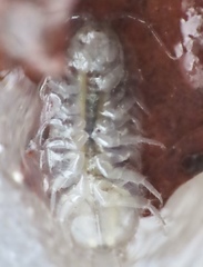Asellidae