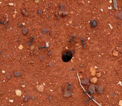 Iridomyrmex viridiaeneus