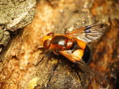 Volucella inflata