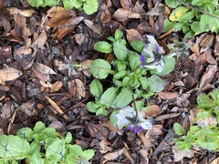 Viola × wittrockiana