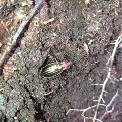Carabus lineatus lateralis