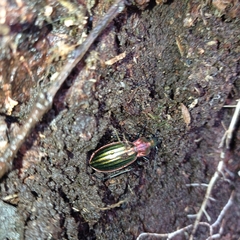 Carabus lineatus lateralis