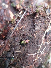 Carabus lineatus lateralis