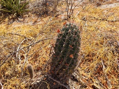 Ferocactus townsendianus