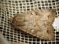 Apterogenum ypsillon