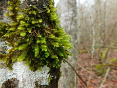 Leucodon andrewsianus