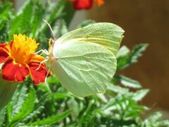 Gonepteryx cleopatra