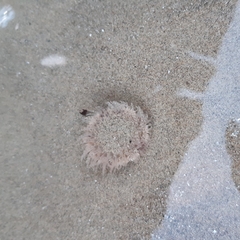 Calliactis parasitica