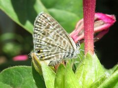 Leptotes pirithous