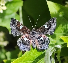 Calydna sturnula