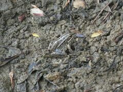 Pelophylax saharicus