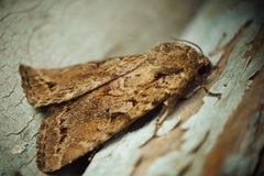 Apterogenum ypsillon