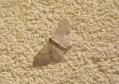 Idaea straminata